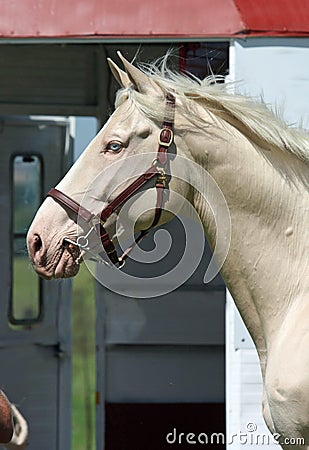 Blue eyed warmblood stallion Stock Photo