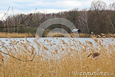 Czech landscape with pond and big dry grass Stock Photo