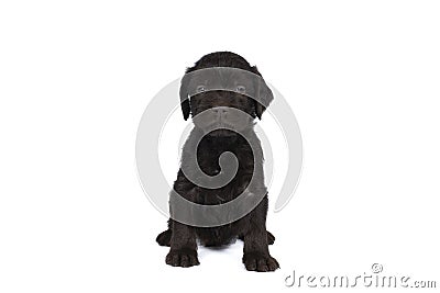 Czech pointer dog or Bohemian wire dog named Cesky fousek eight - week puppy isolated on white Stock Photo