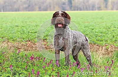 Czech pointer in spring Stock Photo