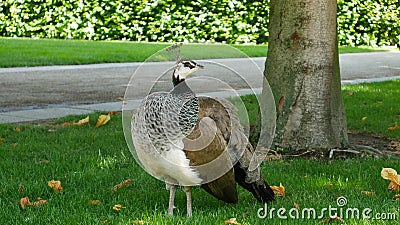 Czech Republic, Prague, May 30, 2017. Waldstein Park. The female peacock roams freely. Stock Photo