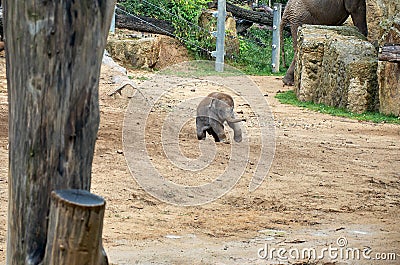 Czech Republic. Prague. Prague Zoo. Baby elephant. June 12, 2016 Editorial Stock Photo