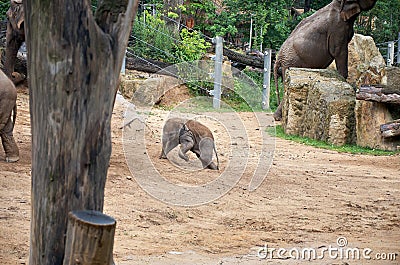 Czech Republic. Prague. Prague Zoo. Baby elephant. June 12, 2016 Editorial Stock Photo