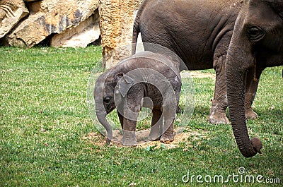 Czech Republic. Prague. Prague Zoo. Little baby elephant. June 12, 2016 Stock Photo