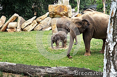 Czech Republic. Prague. Prague Zoo. Little baby elephant. June 12, 2016 Editorial Stock Photo