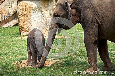 Czech Republic. Prague. Prague Zoo. Little baby elephant. June 12, 2016 Editorial Stock Photo