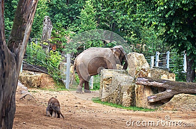 Czech Republic. Prague Zoo. Baby elephant. June 12, 2016 Editorial Stock Photo
