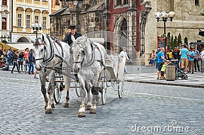 Czech Republic. Team of white horses with a coachman on the Old Town Square in Prague. Editorial Stock Photo