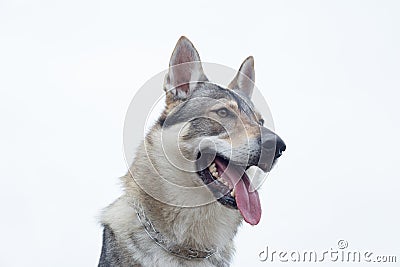 Czechoslovak wolfdog isolated on white background. Pet animals Stock Photo