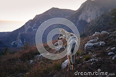 Czechoslovakian wolfdog in the forest. A beautiful dog that looks like a wolf in nature. Stock Photo