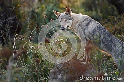 Czechoslovakian wolfdog in the forest. A beautiful dog that looks like a wolf in nature. Stock Photo