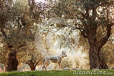Czechoslovakian wolfdog in the olive grove. A beautiful dog that looks like a wolf in nature. Stock Photo