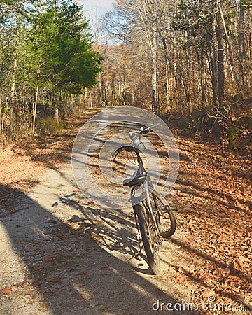 Bicycling through autumnal forest on a sunny afternoon Editorial Stock Photo