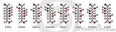 D-aldohexose sugars: allose, altrose, glucose, mannose, gulose, idose, galactose, talose. Fischer-like projections. Stock Photo