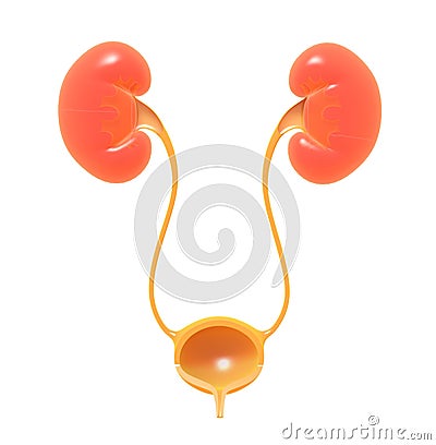 3D anatomical illustration of the urinary system. Cartoon Illustration