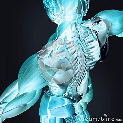 3D anatomy of back and spine Stock Photo