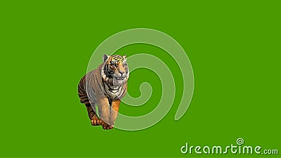 Tiger Walks. Animated Motion Graphic Isolated on Green Screen Stock Video -  Video of elements, background: 86741199