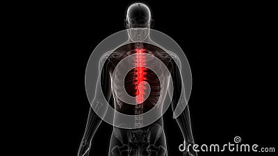 Osteoporosis of the Vertebrae Stock Video - Video of graphics, alpha: 194506969 Osteoporosis of the Vertebrae Stock Video - Video of graphics, alpha: 194506969