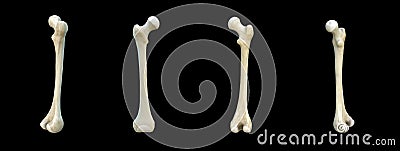 3D artwork, Bones Anatomy View, femur,Human skeleton, black background, rendering Stock Photo