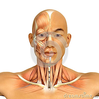 3d Asian male model face and neck muscles anatomy Stock Photo