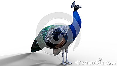 3d/ CGI Peacock render Stock Photo