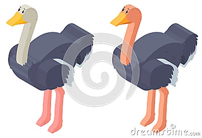 3D design for ostrich birds Vector Illustration