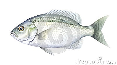 3D digital render of a sea bream isolated on white background Generative AI Cartoon Illustration