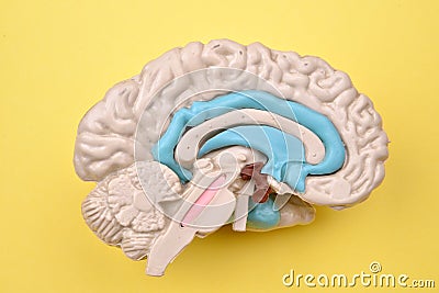 3D human brain model details from inside on yellow background Stock Photo