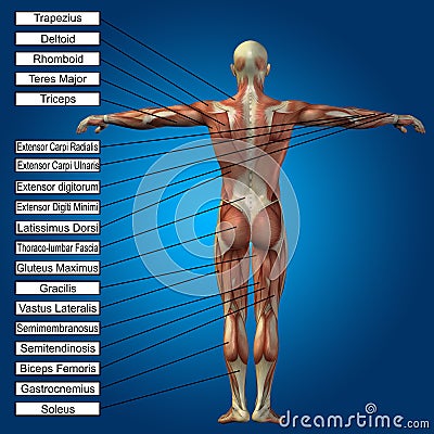 3D human male anatomy with muscles and text Stock Photo