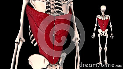 Latissimus Dorsi - Real Color - 3D Model Stock Video - Video of brevis, digastric: 157185575 Latissimus Dorsi - Real Color - 3D Model Stock Video - Video of brevis, digastric: 157185575