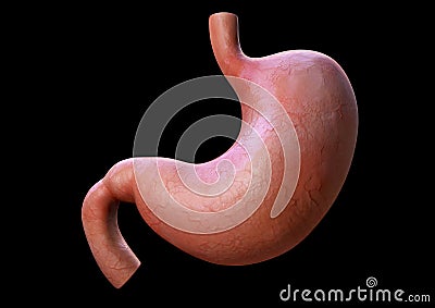 3d human stomach Cartoon Illustration