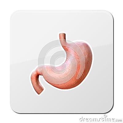 3d human stomach, anatomy detail, illustration of a human stomach, rendering Cartoon Illustration