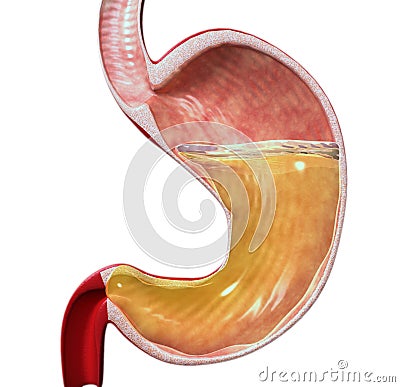 3d human stomach Stock Photo