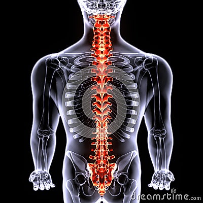 3d illustrarion human body spinal cord of a human body parts Stock Photo