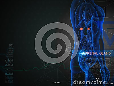 3d illustration of adrenal gland by X-rays Cartoon Illustration