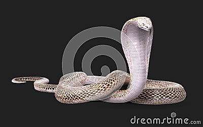 Albino king cobra snake White and brown cobra snake with clipping path. Stock Photo