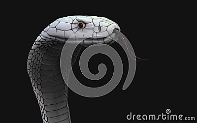 Albino king cobra snake. Abnormal snake Stock Photo