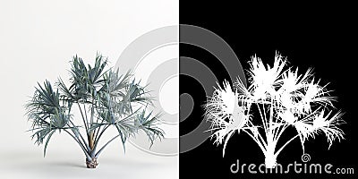 3d illustration of Bismarckia nobilis tree isolated on white and its mask Cartoon Illustration