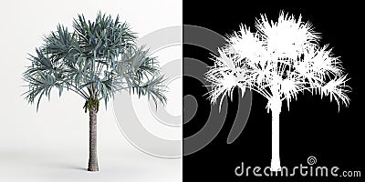 3d illustration of Bismarckia nobilis tree isolated on white and its mask Cartoon Illustration