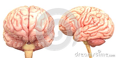 Central Organ of the Human Nervous System Brain Anatomy Stock Photo