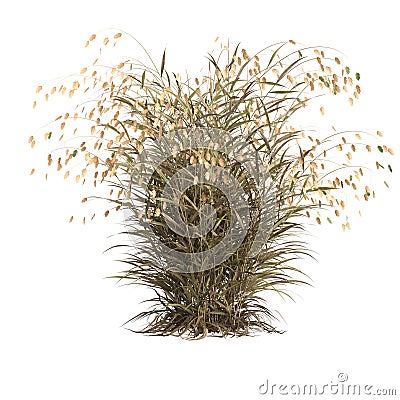 3d illustration of chasmanthium latifolium grass isolated on white background Cartoon Illustration