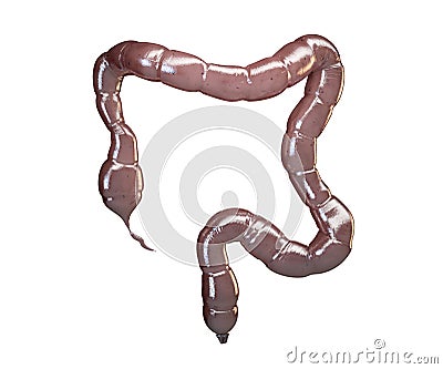 3d illustration of the colon. Large intestine isolated on white. Cartoon Illustration