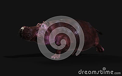 The Common hippopotamus posing isolate with Clipping path. Stock Photo
