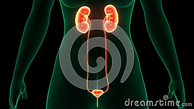 Female Urinary System Kidneys with Badder Anatomy Stock Photo