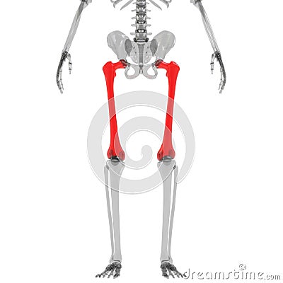 Femur Bone Joints of Human Skeleton System Anatomy 3d rendering Anterior View Stock Photo