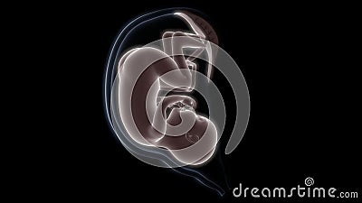 Fetus in Womb Anatomy X-ray 3D rendering Cartoon Illustration