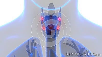 Human Glands Parathyroid Glands Anatomy Stock Photo