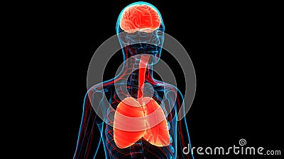 Human Internal Organs Brain, Lungs Anatomy Stock Photo