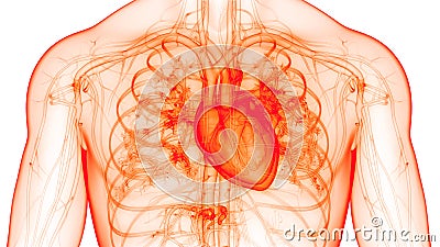 Human Internal Organs Circulatory System Heart Anatomy Stock Photo