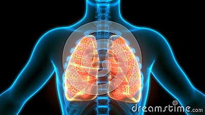 Human Internal organs Respiratory System Lungs with Alveoli Anatomy Stock Photo